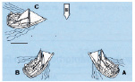 A gegenüber B and C, B gegenüber C